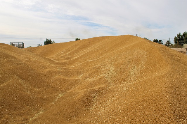 Presentan Requisitos Del Programa De Producción De Semilla De Trigo Del 2022 2023 3843