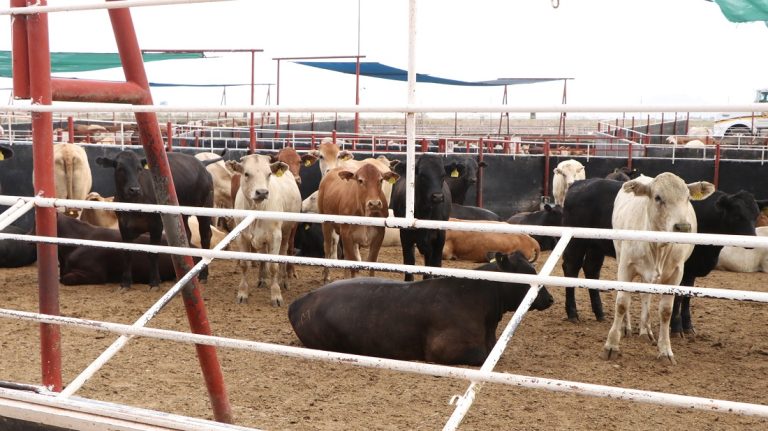 Acuerdan México y Estados Unidos suspender intercambio de animales vivos como medida precautoria por gusano barrenador del ganado