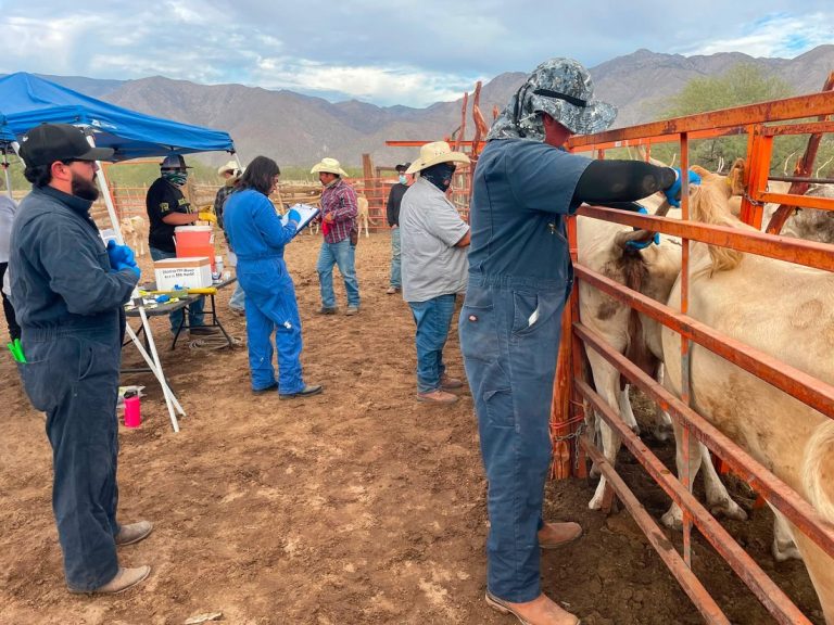 Inicia en BC barrido sanitario para fortalecer vigilancia contra tuberculosis bovina