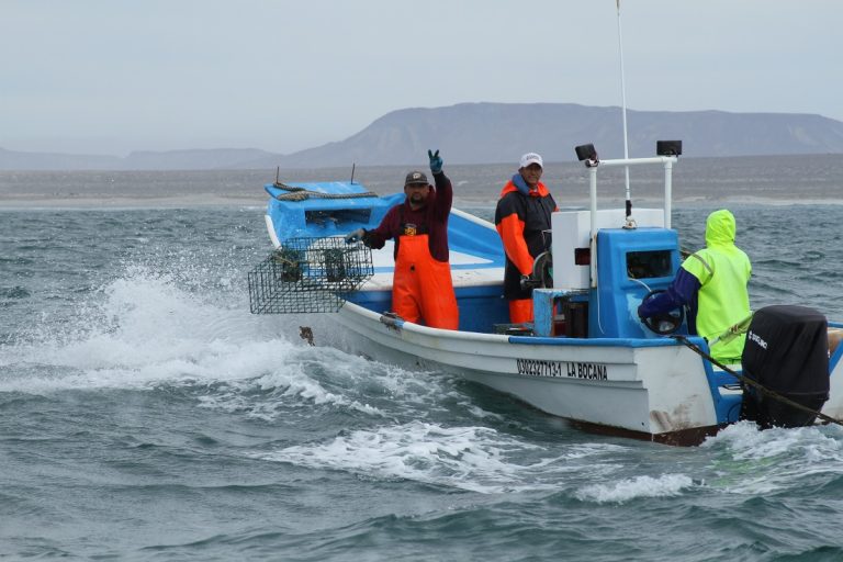 En septiembre inician seis vedas en Baja California, Baja California Sur, Tamaulipas y Tabasco