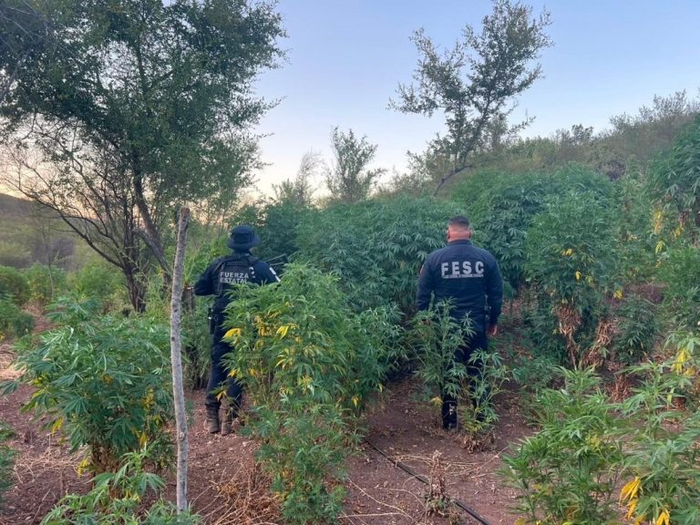 Destruyen plantíos de marihuana en límites de Tijuana y Rosarito