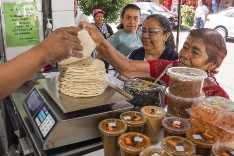 Garantizan estabilidad del precio de la tortilla con abasto suficiente de maíz blanco