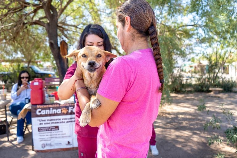 Baja California se suma a jornada de reforzamiento de vacunación antirrábica canina y felina