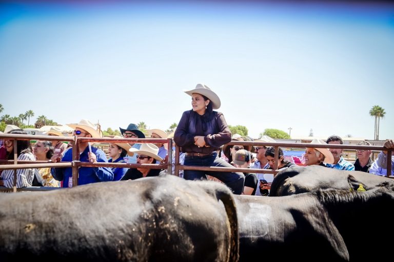 Concluye primera Expo Ganadera San Quintín 2026
