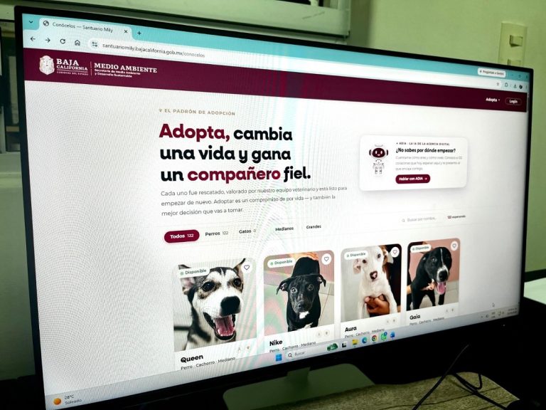 223 perros y gatos rescatados esperan hogar: conózcalos en el padrón digital del Santuario Animal Mily